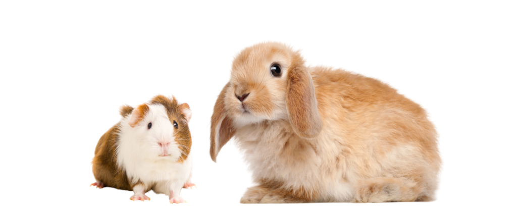 Petfood Concept MiniOrycs Produits pour lapins et rongeurs