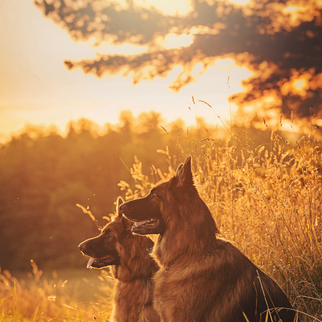 Petfood Concept_Page Web