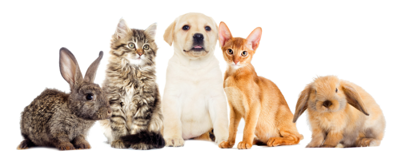 Petfood Concept__PageWeb