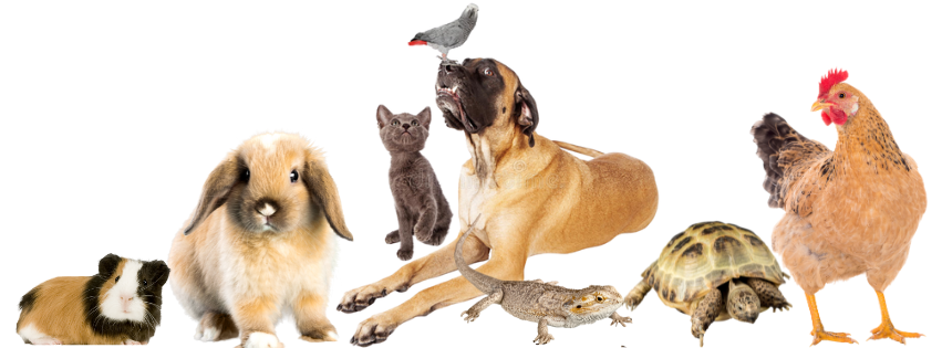 Petfood Concept Banner Home Page